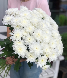 Белые хризантемы (ромашки) для девушки